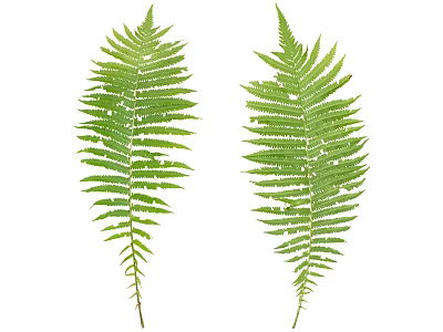 Fresh Green Fern Leaves Isolated On White Background Natural Plant 3d model