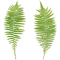 Fresh Green Fern Leaves Isolated On White Background Natural Plant