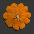 Orange Flower Shaped Pumpkin with Textured Surface on Black Background and Reflection