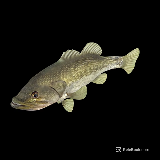Aquatic Animal Largemouth Bass With Olive Green Body Pale Yellow Fins Isolated On Black Background 3d model 