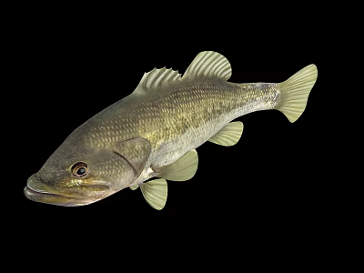 Aquatic Animal Largemouth Bass With Olive Green Body Pale Yellow Fins Isolated On Black Background 3d model