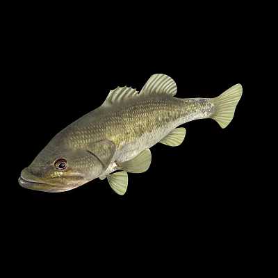 Aquatic Animal Largemouth Bass With Olive Green Body Pale Yellow Fins Isolated On Black Background 3d model
