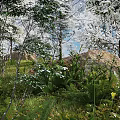 Natural Garden With White Flowers Lush Ferns Green Grass Rocks And Trees