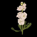 Pink Flower Plant With Layered Petals Green Stems And Leaves On Black Background