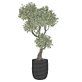 Artistic Bonsai Plant With Lush Green Leaves And Curved Branches In Modern Gray Pot