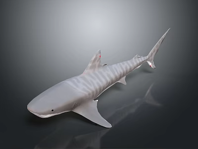 Grey Striped Shark Swimming With Distinctive Body Patterns And Sharp Fins 3d model