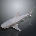 Grey Striped Shark Swimming With Distinctive Body Patterns And Sharp Fins