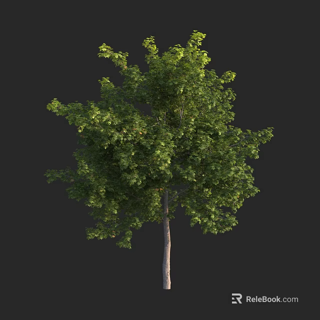 Tall Green Leafy Tree With Dense Foliage And Straight Trunk Against Black Background 3d model 