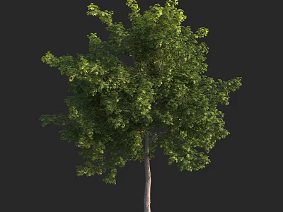 Tall Green Leafy Tree With Dense Foliage And Straight Trunk Against Black Background 3d model