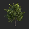 Tall Green Leafy Tree With Dense Foliage And Straight Trunk Against Black Background