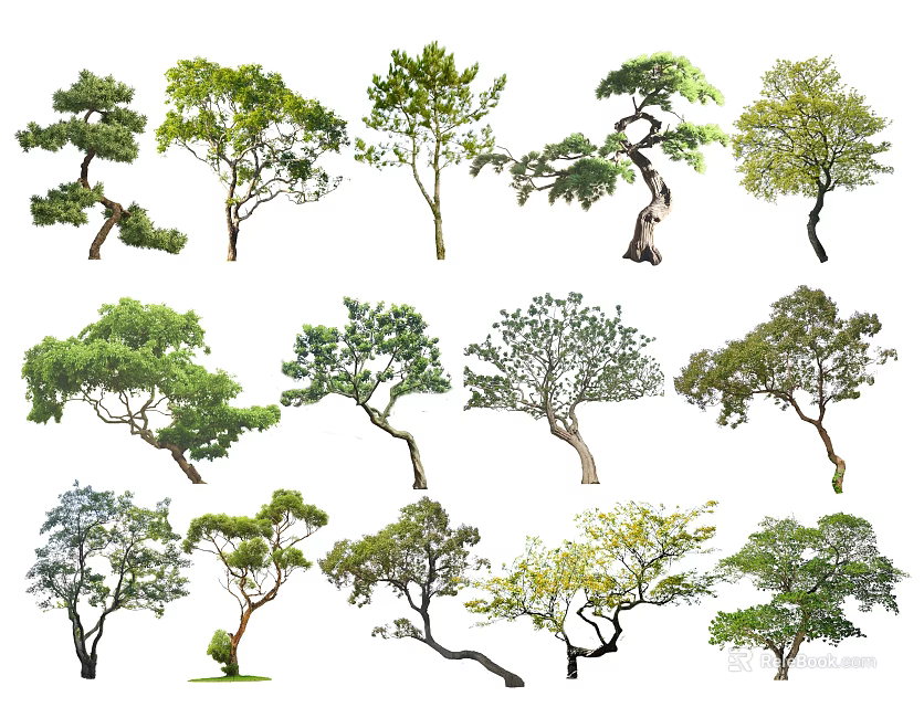Various Types of Arbor Trees With Diverse Foliage Shapes And Trunk Structures 3d model 