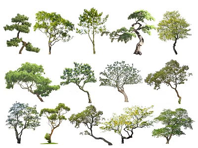 Various Types of Arbor Trees With Diverse Foliage Shapes And Trunk Structures 3d model