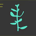 Fresh Green Plant With Stem Leaves And Small Flowers On Black Background