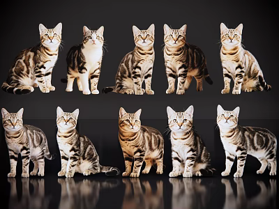 Ten Different Reptile Species Standing In Two Rows On Black Background 3d model