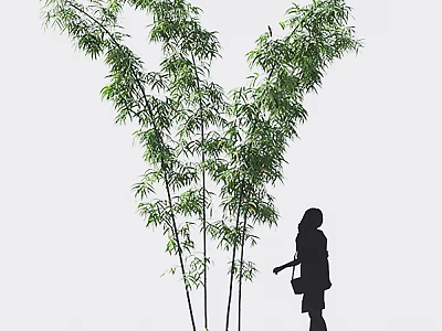 Tall Bamboo Plants With Silhouette Of A Person 3d model