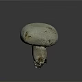 Fresh White Mushroom with Smooth Round Cap and Firm Stalk on Dark Surface