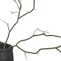 Elegant Black Ribbed Vase With Bare Branches For Minimalist Home Decor 3d model