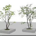 Modern Square Tree Planters With Green Foliage Trees And Concrete Base Design 3d model