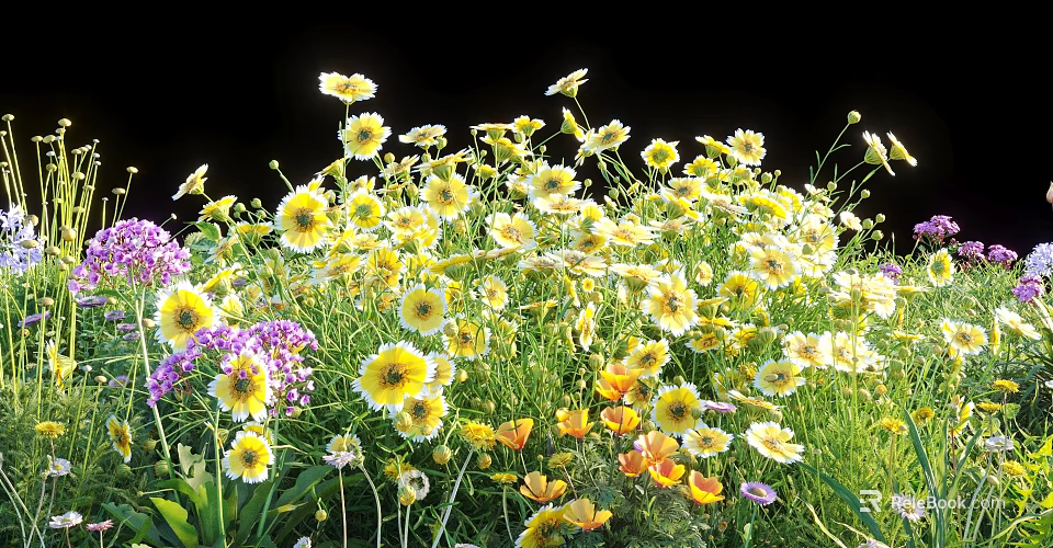 Vibrant Flowers and Plants With Yellow Purple Orange Blooms and Green Grass on Black Background 3d model 