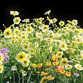 Vibrant Flowers and Plants With Yellow Purple Orange Blooms and Green Grass on Black Background