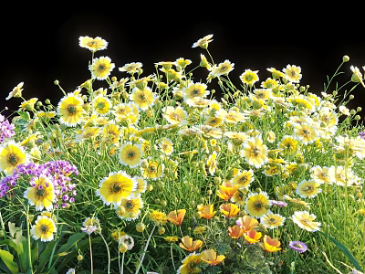 Vibrant Flowers and Plants With Yellow Purple Orange Blooms and Green Grass on Black Background 3d model