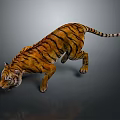 Tiger with orange and black stripes walking on gray background with reflection