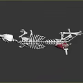 Detailed Dog Skeleton Anatomical Model With Red Muscles Structure 3d model