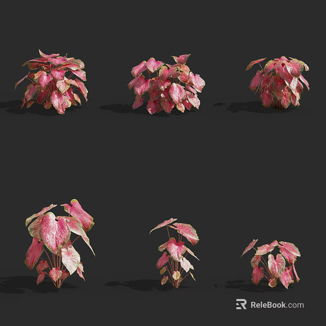 Pink and Green Leaf Houseplants in Various Growth Forms and Decorative Arrangements 3d model 