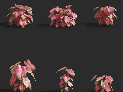 Pink and Green Leaf Houseplants in Various Growth Forms and Decorative Arrangements 3d model