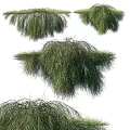 Lush Green Vines With Hanging Branches And Dense Foliage For Garden Decor