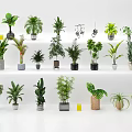 Various Bonsai Potted Plants Displayed on Stairs with Different Pots and White Background