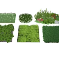 Diverse Green Ground Cover Plants With Various Textures For Garden Landscaping