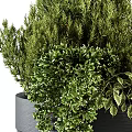 Bonsai Potted Greenery With Mixed Lush Foliage In Textured Gray Pot