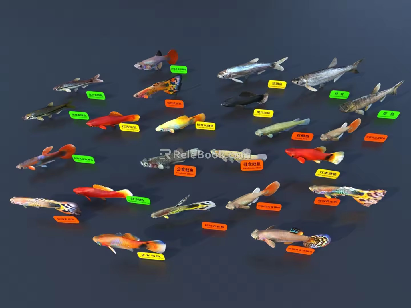 Fish 3D Model 3d model