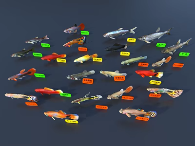 Fish 3D Model 3d model