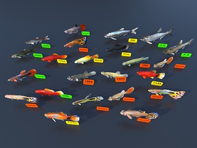 Fish 3D Model 3d model