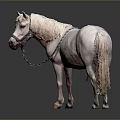 White Pony With Light Mane And Tail Wearing Braided Bridle Against Gray Background And Reflection