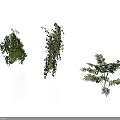 Three Different Green Plants With Hanging And Bushy Foliage On White Background