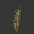 Ripe Golden Wheat Ear As Agricultural Crop With Natural Grains And Texture