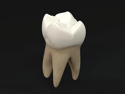 Dental Medical Device Tooth Model For Professional Training And Education 3d model
