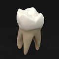 Dental Medical Device Tooth Model For Professional Training And Education