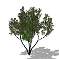 Ornamental Arbor with Lush Green Leaves and Vibrant Purple Flowers on White Background
