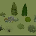Tall Evergreen Trees in Green Grassland with Different Shrubs and Flowering Plants