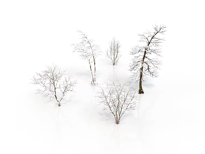 Group of Leafless Snow Covered Trees with Bare Branches on White Background 3d model