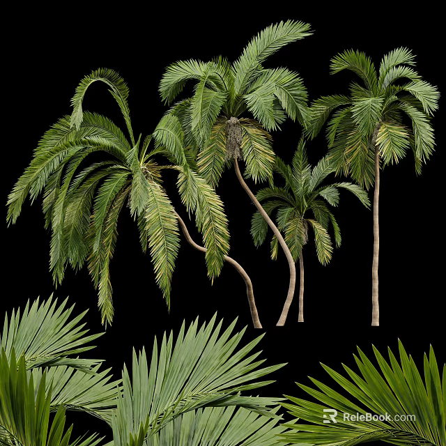 Tall Palm Trees With Lush Green Fronds And Curved Trunks In Natural Scene 3d model 