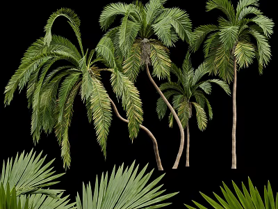 Tall Palm Trees With Lush Green Fronds And Curved Trunks In Natural Scene 3d model