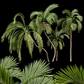Tall Palm Trees With Lush Green Fronds And Curved Trunks In Natural Scene