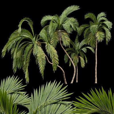 Tall Palm Trees With Lush Green Fronds And Curved Trunks In Natural Scene 3d model