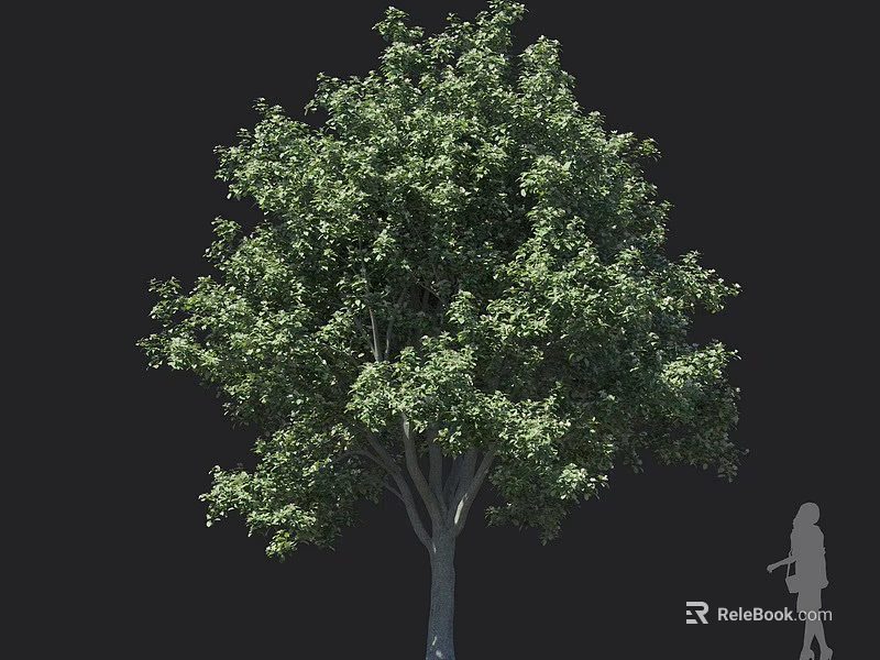 Tall Tree With Lush Green Leaves And Thick Trunk Featuring Human Silhouette For Scale 3d model 