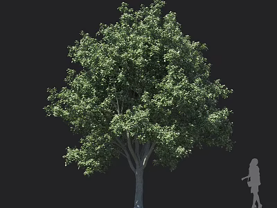 Tall Tree With Lush Green Leaves And Thick Trunk Featuring Human Silhouette For Scale 3d model